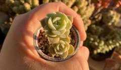 圓通回應郵寄多只活體寵物致死,寵物可以快遞嗎?