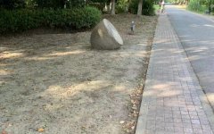 巴赫力挺中國被侮辱,國際奧委會官員力挺北京冬奧會