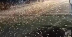 ������ꖴ��F�w�x����w��,�n�ʴ�����������B�l�Fʬ�w