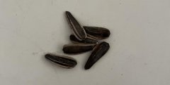 原來(lái)嗑瓜子上癮有科學(xué)依據(jù),總裁吃飯還連在一起嗑瓜子
