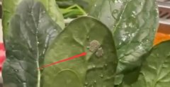 海底撈回應女子吃菠菜發現蟲卵,黃木香花為什么不能種?