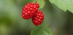 ׌�ҿ�����Ĳ�ݮ�D,�r(n��ng)���~�_�����ķNҰ��ݮ�DƬ