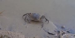 �½�����������ɳĮ�B���˴��з, �Ї�����ɳĮ