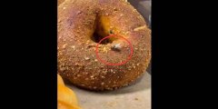 顧客提醒面包上有蒼蠅,石頭先生店員問拍照沒?